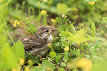 little sparrow chick in the grass, resting in shadow, among flowers