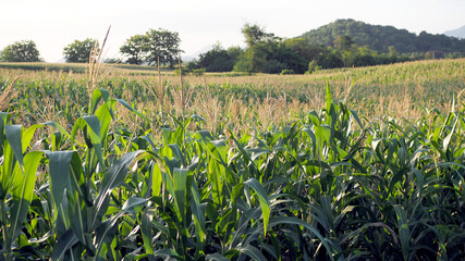 green corn field in agricultural garden and light shines sunset in the evening Mountain background. Corn field.