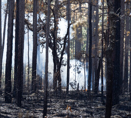 Prescribed Burn in the Withlacoochee State Forest.