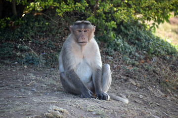 Fototapeta premium indian macaque sitting on the ground