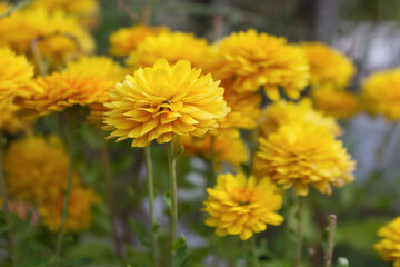 Orange Tagetes flowers close up in organic garden. Many-petalled flowers with various shades of yellow, orange, bronze and red appear in every imaginable combination. Blurred background.