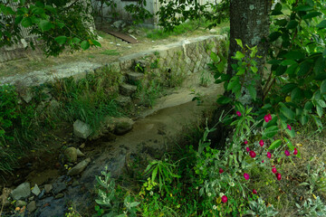 小川のほとりに赤い花咲く