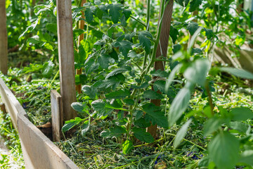 Tomato plants in the greenhouse are tied to the pillars and bloom