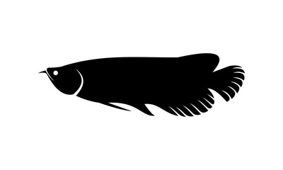 the arowana asian fish vector