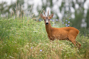 Naklejka na ściany i meble Roe deer, capreolus capreolus, looking to the camera in long grass from side. Roebuck standing in blooming wildflowers in summer. Antlered mammal observing on meadow.