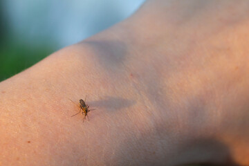 Obraz premium A mosquito bites a person in the arm and drinks blood