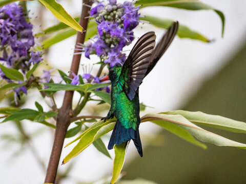 Beija-flor em Arembepe, Bahia, Brasil
