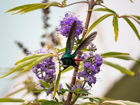 Beija-flor em Arembepe, Bahia, Brasil