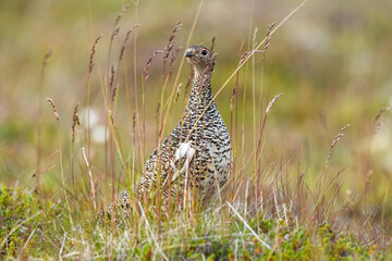 Rock ptarmigan, lagopus muta, resting on field in Iceland nature. Spotted grouse looking on meadow in summer. Brown artic bird sitting on glade from front.
