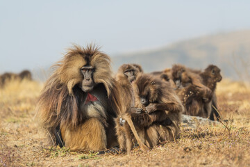 Gelada Baboon - Theropithecus gelada, beautiful ground primate from Simien mountains, Ethiopia.