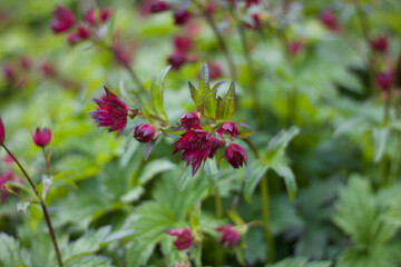 Beautiful dark red spring flowers and blurred green backgroundfoliage