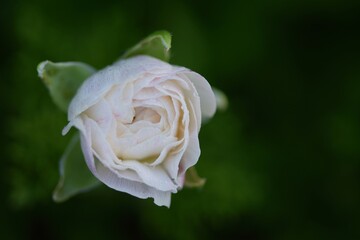 White single ranunculus flower starts to bloom.