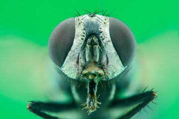 Extreme macro  housefly