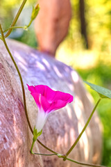 Beautiful Pink Flower on a Morning Glory Vine Climbing a Deer Statue
