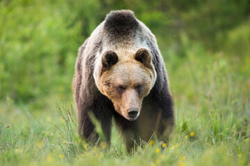 Massive brown bear, ursus arctos, walking on meadow in summer nature. Huge mammal moving on...