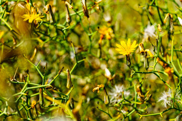 Yellow flowers. Nature background