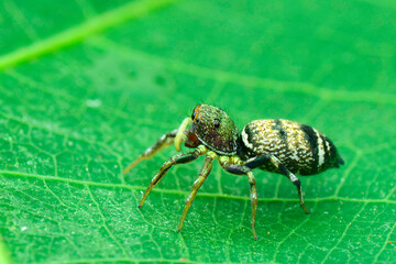 Spider on a leaf