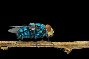 fly on black background