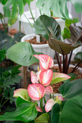 House plant red Anthurium in a pot