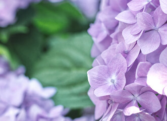 Violet Hydrangea Flower With Leaves in the Background