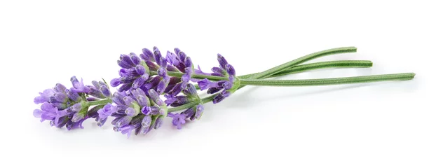 Poster Lavender flowers isolated on white background © OSINSKIH AGENCY