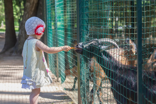 Children feed carrots to domestic goats at the zoo or on a farm behind a fence