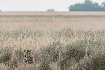 Jaguar in Argentina