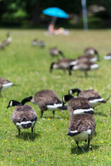 Gänse grasen auf der Liegewiese