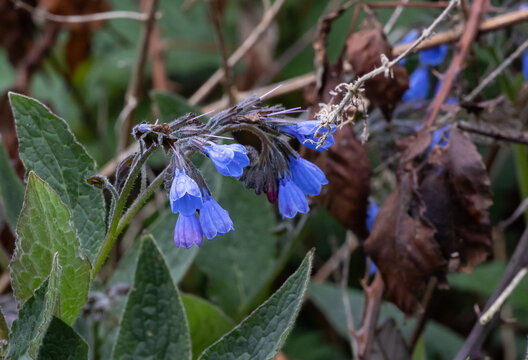 Blue comfrey flower in a garden