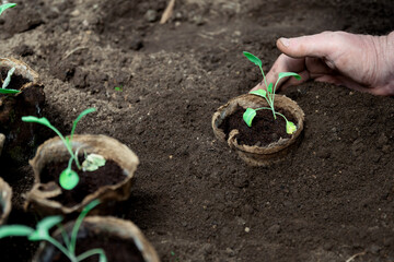 Gardener's hand planting vegetable seedlings grown in peat pots