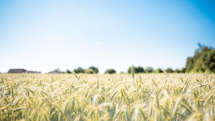 wheat field in the summer