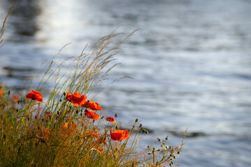 Red  poppies and grass near the canal in the sunset