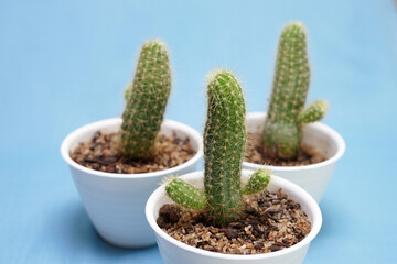 Cactus in vas