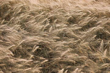 wheat field closeup