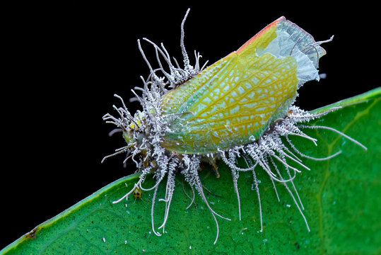 Fototapeta yellow caterpillar on a leaf