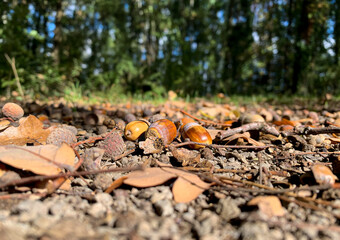 close up of acorns lying on the dirt road