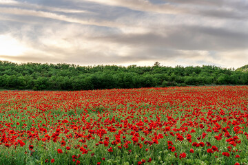 Poppy field at sunset with beautiful red flowers backlit by setting sun. Nature background. Beautiful summer landscape.