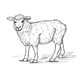 A hand drawn sketched a sheep. Black and white domestic animals. 