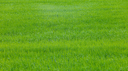 agricultural sown fields in the russian federation