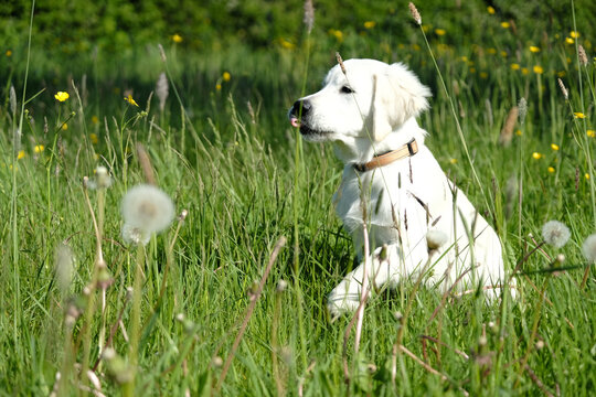 White Golden Retriever Puppy. 4 Months old playing in a field