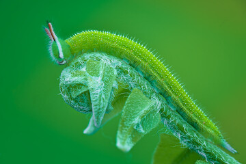 green caterpillar on a green leaf