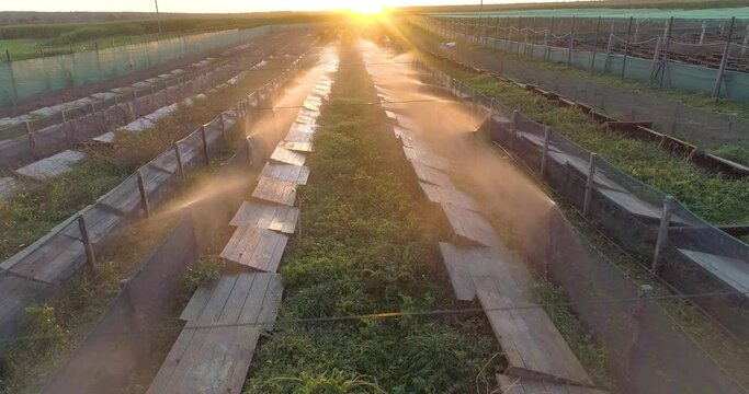Irrigation of snails with water on the farm from air. Watering process on a snail farm from above. Creating a microclimate for snails
