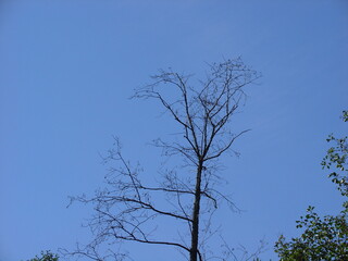 tree and sky