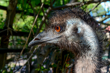 Ostrich bird head close up on a background of green trees - 441203203
