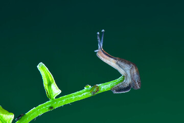 Obraz premium snail on a leaf