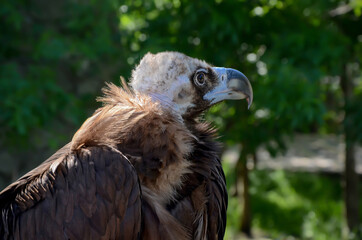 Vulture bird head close up - 441203218