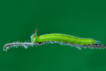 caterpillar on a leaf