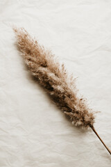 Single pampas dried wild grass on white background	