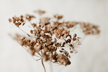 Single dried wild flower on white background	