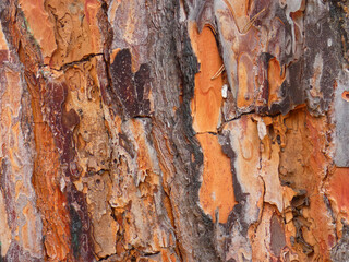 Corteccia di pino